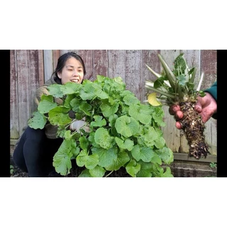 cây mù tạt , cây wasabi nhật bản nhập khẩu : ăn củ, thân, cặng, lá.