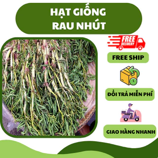 Hạt giống rau nhút, rau dút (50 hạt) - ăn ngon, giàu dinh dưỡng, trồng quanh năm