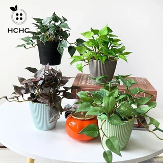 HCHC Cây cỏ bằng đồng xu nhân tạo, Lá lá thường xuân giả thực tế mềm mại, Mô phỏng cây xanh Handmade treo tường Bó hoa Mini trang trí nhà cửa