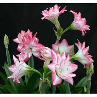 Hoa lan huệ cánh kép, hoa lan huệ tây Amaryllis Blossom Peacock(Hoa lan huệ, hoa loa kèn tây) - Lan Huệ Em Trang