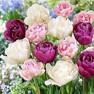 Combo 10 củ giống hoa tulip kép nhiều màu - 20 ngày cho hoa  _Củ giống Thúy Hoa