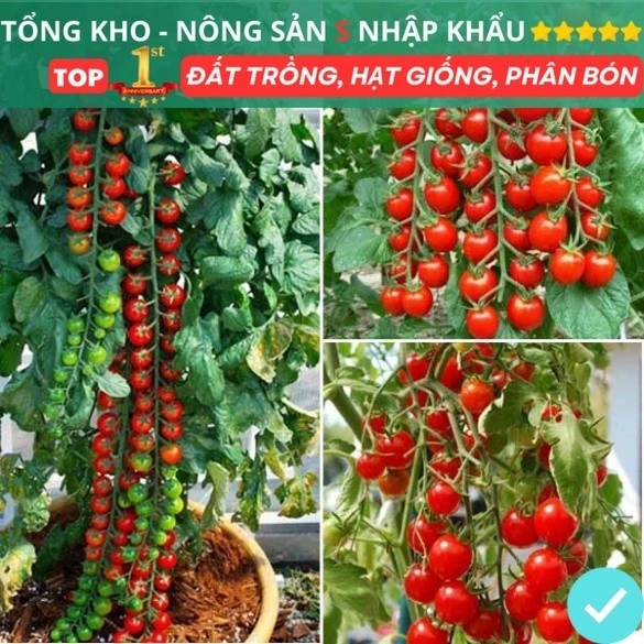 Gói 150 hạt giống cà chua chuỗi ngọc lai F1 Loại Siêu Dễ Trồng Dễ Thu Hoạch kháng bệnh tốt chịu nhiệt