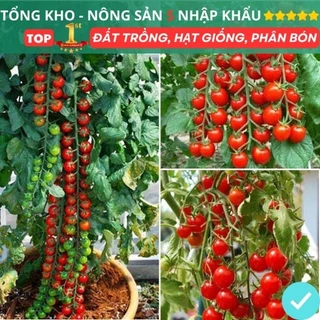 Gói 150 hạt giống cà chua chuỗi ngọc lai F1 Loại Siêu Dễ Trồng Dễ Thu Hoạch kháng bệnh tốt chịu nhiệt