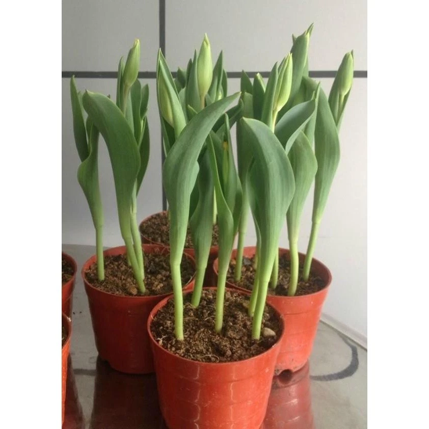 CỦ HOA TULIP HÀ LAN (RA HOA SAU 20-25 NGÀY)- CỦ TULIP TRỒNG ĐẤT VÀ CÓ MẦM SẴN - Củ Giống Tốt _củ giống tốt