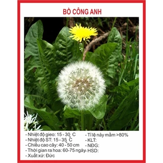 Hạt giống bồ công anh (100 hạt) - nhiều vitamin, nảy mầm tốt, trồng quanh năm