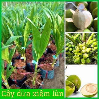 Cây giống dừa xiêm lùn Bến Tre siêu trái nước ngọt ( ảnh thât)