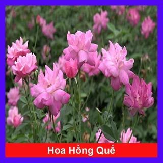 Cây Hoa Hồng Quế - cây cảnh đẹp sân vườn _giống chuẩn