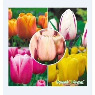 Combo 5 củ hoa tulip kép nhiều màu 20 ngày cho hoa - Bách Điền Shop Hoa
