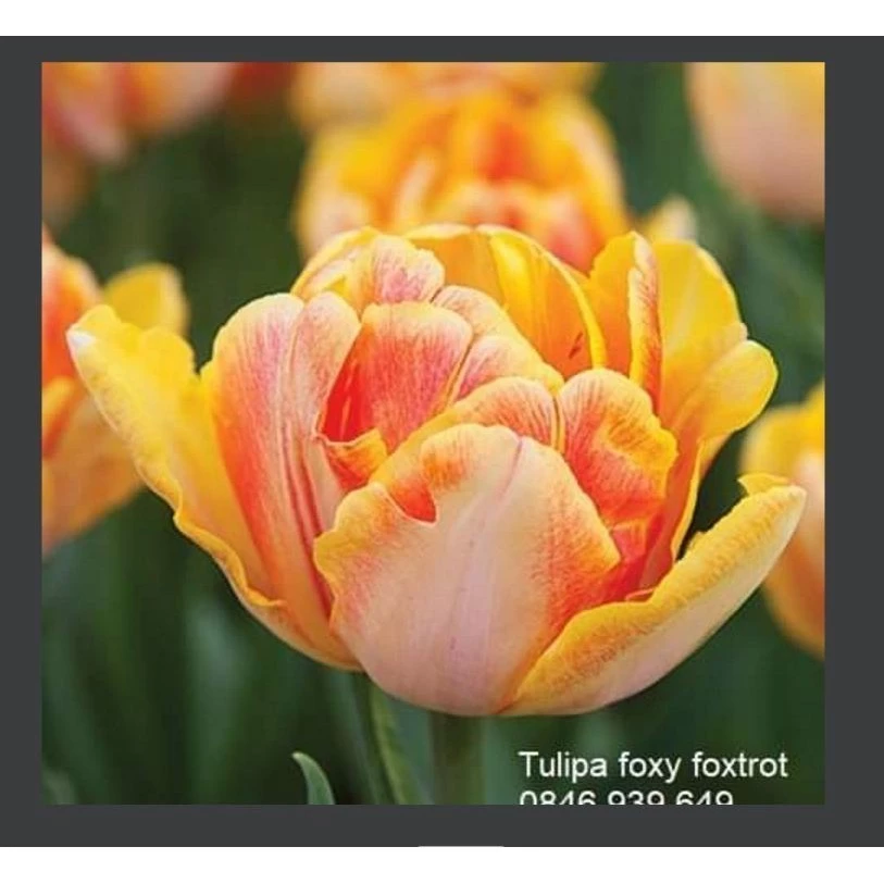 Combo 10 củ giống hoa tulip kép nhiều màu - 20 ngày cho hoa  _Củ giống Vũ Toàn