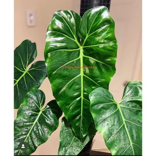 🍃🍃 Mini size Philodendron Maximum | Cây trầu bà | Kiểng lá