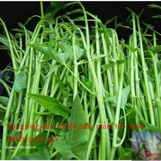 Hạt giống rau muống siêu ngọn nhập khẩu Thái Lan - 10gr