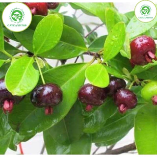 Cây cherry brazil chịu nhiệt size trung cao 40 cm (Ảnh thật). (cho trái sau 1 năm)