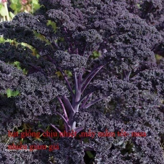 100 Hạt - Hạt giống Kale Scarlet F1 - Kale Tím nhập khẩu Mỹ nảy mầm 100%