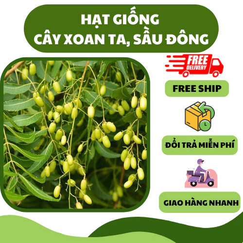 Hạt giống xoan ta, sầu đông (30 hạt) - cây dược liệu, sống khoẻ, trồng quanh năm