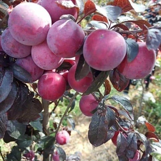 Cây mận đỏ Úc, quả to ăn ngọt giống mới  . có quả sau1 năm trồng-  Giống Tốt