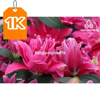 1 Củ hoa Ly kép cánh Hà Lan size to (video củ)_Củ lily thơm ngoại dễ trồng siêu hoa, ly kép trắng, hồng, đỏ