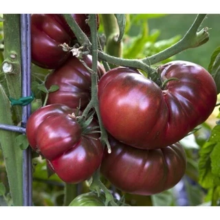 Hạt giống cà chua socola hoàng tử - 15 hạt Nhập khẩu Mỹ