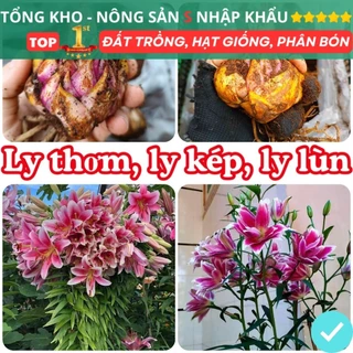 Củ ly kép, ly cao thơm Hà Lan tặng kèm phân mun dừa F1 dinh dưỡng