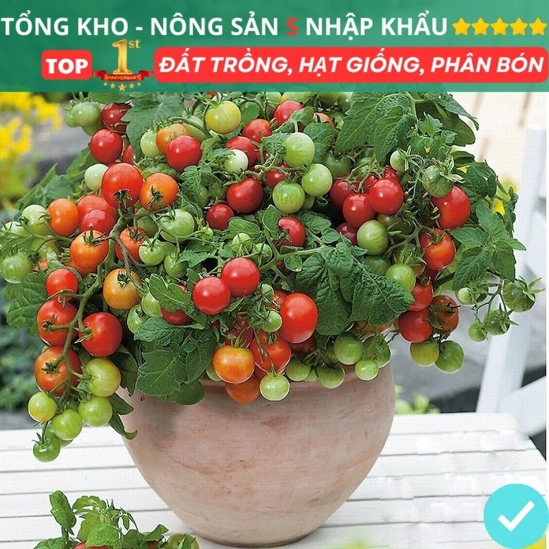 Hạt Giống Cà Chua Bi Chịu Nhiệt F1 Tỉ Lệ Lên Mầm Cao Dễ Trồng