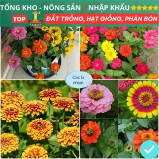 Gói 200 Hạt Giống Hoa Cúc Lá Nhám F1 Mix Full Màu Dễ Trồng Dễ Chăm Sóc