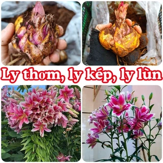 Củ ly kép, ly cao thơm Hà Lan ) từ 20-25 ngay hoa