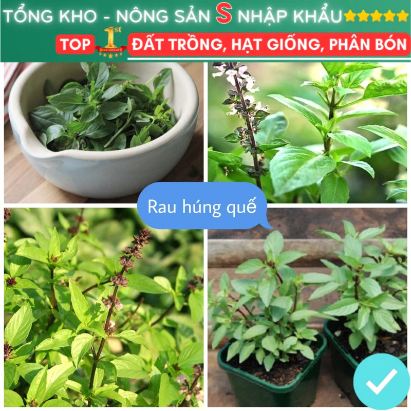 Hạt Giống Rau Húng Quế F1 loại dễ trồng siêu sạch chống sâu bệnh nảy mầm cao