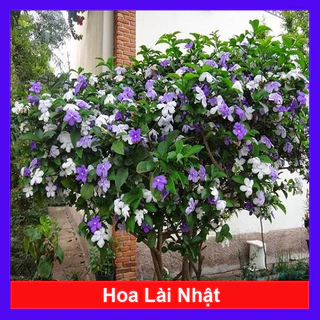 Cây giống hoa lài nhật - cây cảnh đẹp hoa thơm trồng sân vườn  (cho hoa sau 40 ngày trồng)