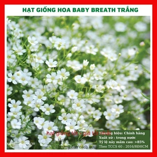 Hạt giống hoa baby breath trắng GÓI 100 HẠT RABO SEED