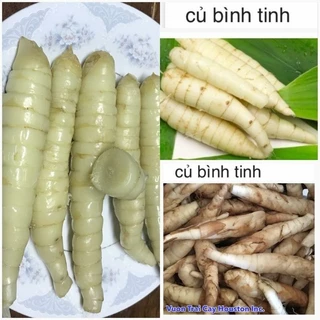 Cây bình tinh, mì tinh, củ lùn dài, cây giống nhổ gốc _Gia Tuệ shop