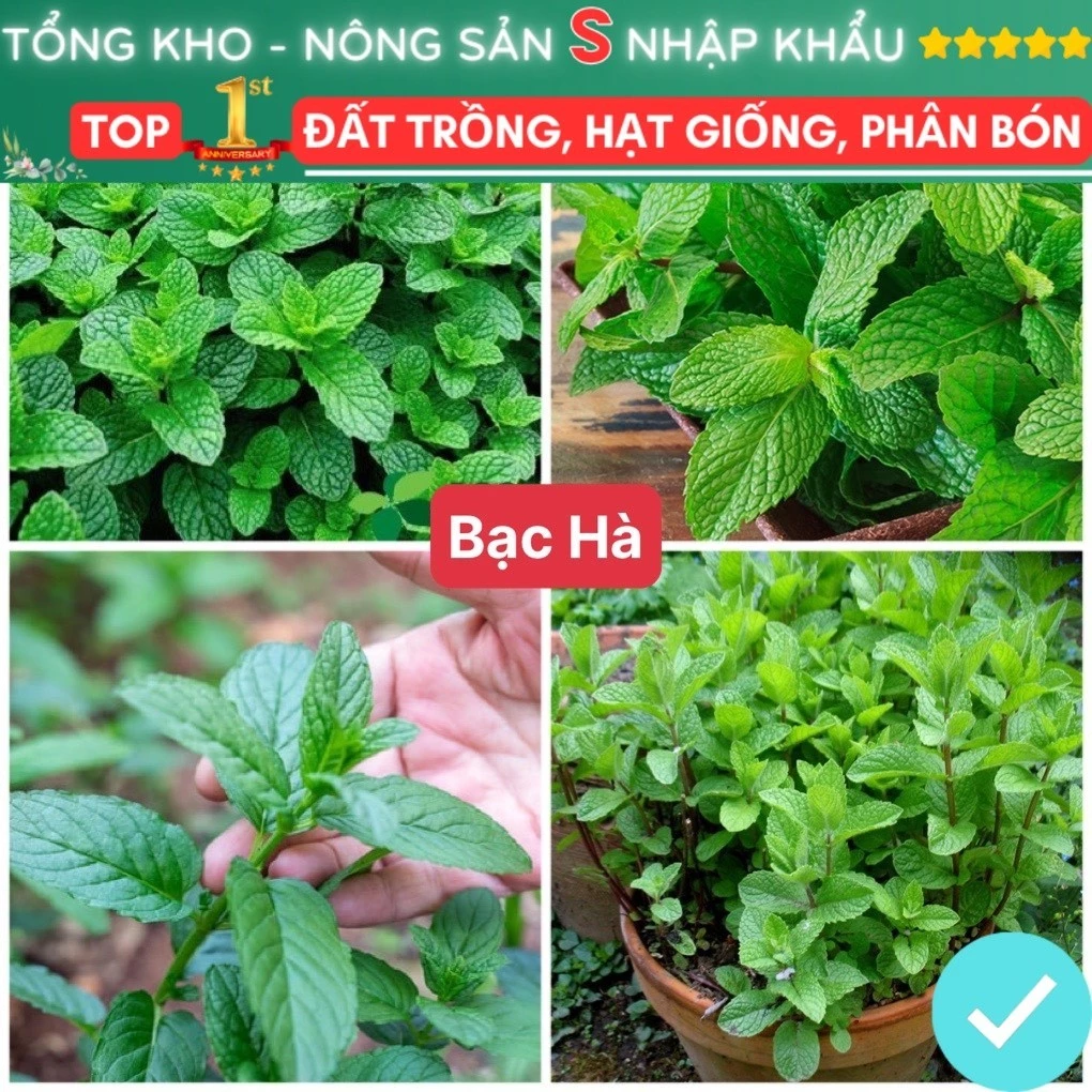 Hạt Giống Rau Bạc Hà F1 Dễ Trồng dễ chăm sóc