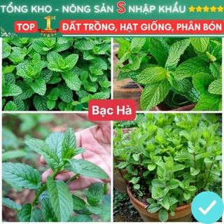 Hạt Giống Rau Bạc Hà F1 Dễ Trồng dễ chăm sóc