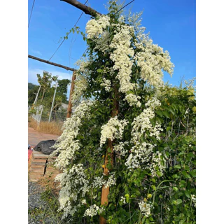 Cây hoa leo Đinh Hương Nhật (cây cao 35cm)  hoa màu trắng dài,hoa thơm, hoa quanh năm _Chuẩn giống tốt