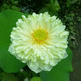 Củ sen quan âm Thơm trắng ra hoa Siêu Sớm sau 30-40 ngày trồng quanh năm HẠT GIỐNG  _Củ giống Vũ Toàn