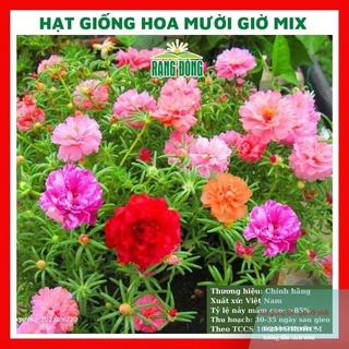 Hạt giống hoa mười giờ kép mix màu GÓI 500 HẠT túi zip nảy mầm tốt RABO SEED