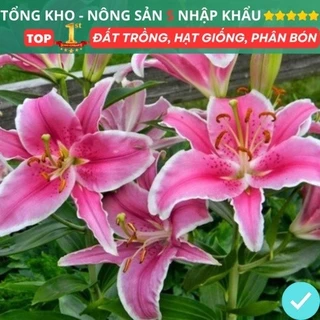 Củ ly cao Hà Lan thơm siêu hoa mix đủ màu dễ trồng