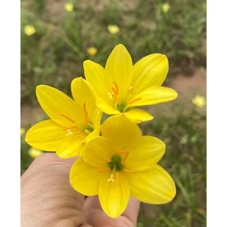Củ hoa huệ mưa ngoại Midas Tous màu vàng chanh  bảo hành mặt hoa _Củ giống Thúy Hoa