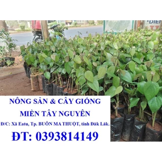 Cây giống Tiêu Vĩnh Linh bầu đẹp, dây dài [ 1 bầu 2- 3 dây như hình ạ ] [ GHN ]