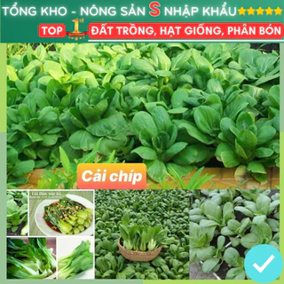 Hạt giống rau cải thìa f1 dễ trồng kháng bệnh tốt năng suất cao gói 3000 hạt