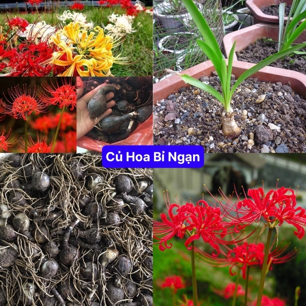 CỦ HOA BỈ NGẠN nhiều màu