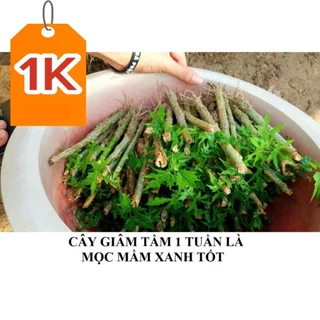 1 Cành Rau Bina Chaya (Rau mì Chính) - Hái ăn sau 1 tháng trồng _Gia Tuệ shop