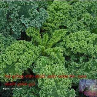 Hạt giống cải kale xoăn xanh F1 - 2 gram (200 hạt) NK Mỹ