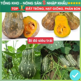 Hạt giống bí đỏ F1 siêu trái dễ trồng kháng bệnh tốt gói 15 hạt dễ thu hoạch