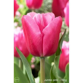 Bộ 5 củ giống hoa tulip hoa màu hồng - HG1 - Củ Giống Tốt