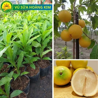 Cây giống vú sữa Hoàng Kim, giống cây khỏe, quả ngon rất thơm(cho trái sau 1-2 năm) _chuẩn giống