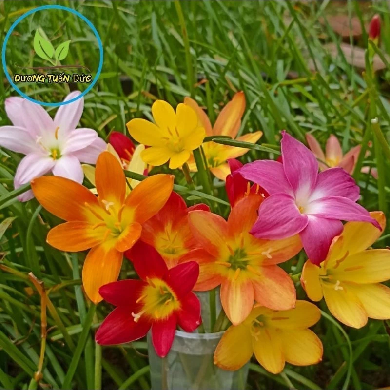 Củ hoa huệ mưa ngoại nhiều màu bảo hành mặt hoa và 100% sống _Tịnh Kỳ shop