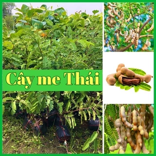 Cây me Thái ngọt cao 60-80 cm