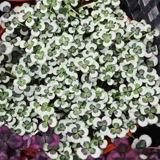 Cây giống oxalis _Tịnh Kỳ shop