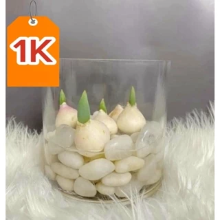 DEAL 1K củ giống hoa tulip trồng thủy canh(củ đang ngậm nụ) _củ giống Ngân Hà