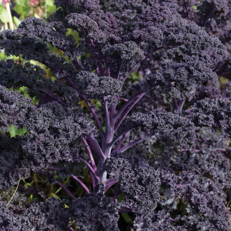 Deal 1k - 35 Hạt - Hạt Giống Kale Tím Scarlet Nhập Khẩu Mỹ - Tỷ lệ nảy mầm 95%
