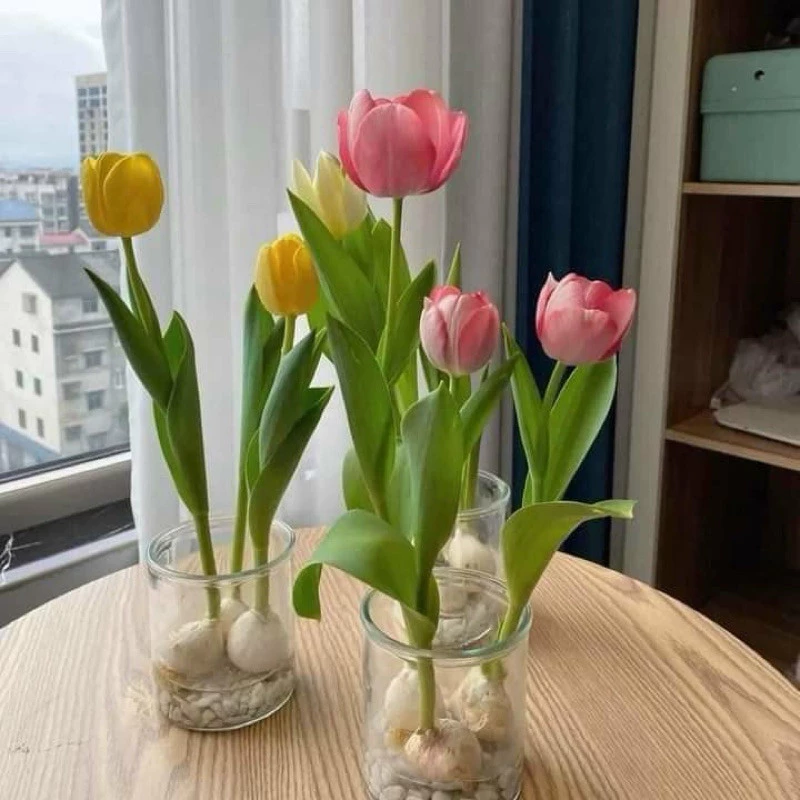 củ giống hoa tulip trồng thủy canh(củ đang ngậm nụ) - Chùm Củ Giống